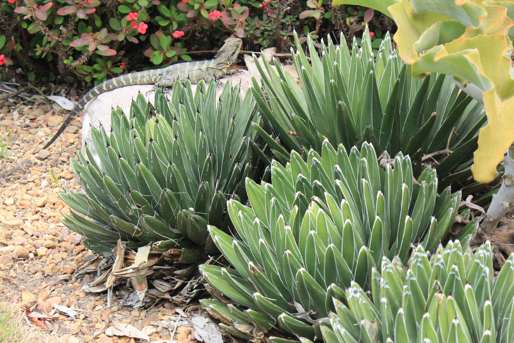 آگاوِ ویکتوریا - رجیون